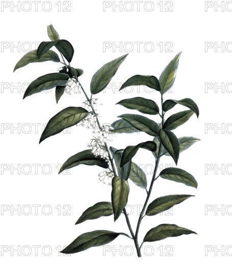 Rosemary heather, Andromeda acuminata after an illustration by Pierre Joseph Redoute, digitally restored reproduction of a 19th century original, Historical