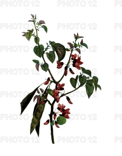 Judas Tree, Cercis siliquastrum, after an illustration by Pierre Joseph Redoute, digitally restored reproduction of a 19th century original, Historical