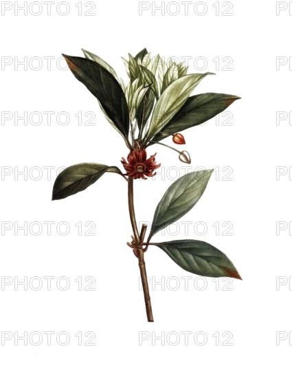 Illicium floridanum, purple star anise, after an illustration by Pierre Joseph Redoute, digitally restored reproduction of a 19th century original, Historical