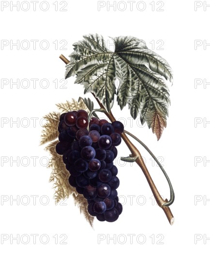 Grapevine, red wine, red grape, Muscat grape vine, Vitis vinifera, after an illustration by Pierre Antoine Poiteau, digitally restored reproduction of a 19th century original, Historical