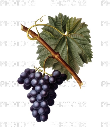 Vine, red wine, red grape, Common grape vine, Vitis vinifera, after an illustration by Pancrace Bessa, digitally restored reproduction of a 19th century original, Historical