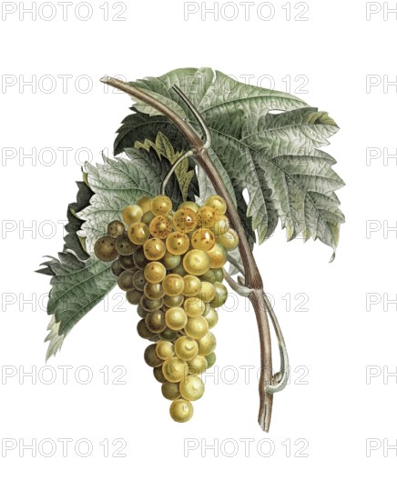 Weintraube, Muskattraube, Muskateller, White muscat grapes by Pierre Jean Francois Turpin, 1775-1840, digitally restored reproduction of a 19th century original, Historic