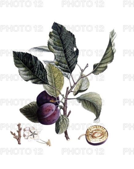 Plum of the Royale de Tours variety, after an illustration by Pierre Jean Francois Turpin, digitally restored reproduction of a 19th century model, Historical
