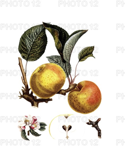 Cultivated apple, Apple, Malus domestica, Bourgogne variety after an illustration by Pierre Antoine Poiteau, digitally restored reproduction of an original from the 19th century, Historical