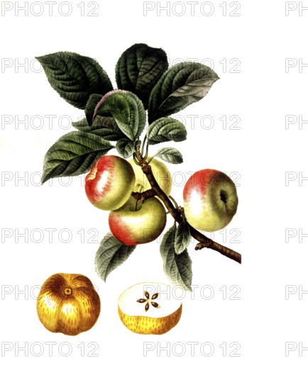 Apple tree, Malus communis, after an illustration by Pancrace Bessa, digitally restored reproduction of an original from the 19th century, Historical
