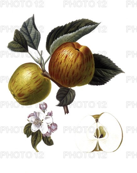 Apple of the Royale d'Angleterre variety, English apple variety also known as Royal Jubilee or Graham's Jubilee, after an illustration by Pierre Antoine Poiteau, digitally restored reproduction of a 19th century original, Historical