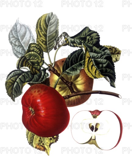 Apple of the Belle du Havre variety, after an illustration by Pierre Jean Francois Turpin, digitally restored reproduction of a 19th century original, Historical