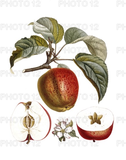 Apple of the Belle fleur variety, after an illustration by Pierre Jean Francois Turpin, digitally restored reproduction of a 19th century model, Historical