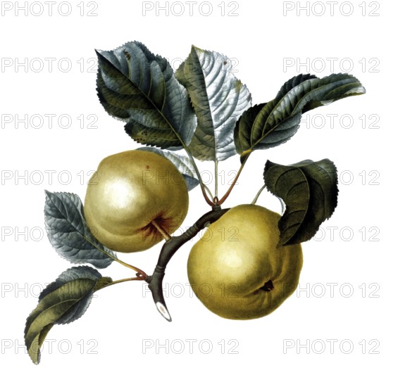 Apple of the Pomme d'Astracan variety, after an illustration by Pierre Jean Francois Turpin, digitally restored reproduction of a 19th century model, Historical
