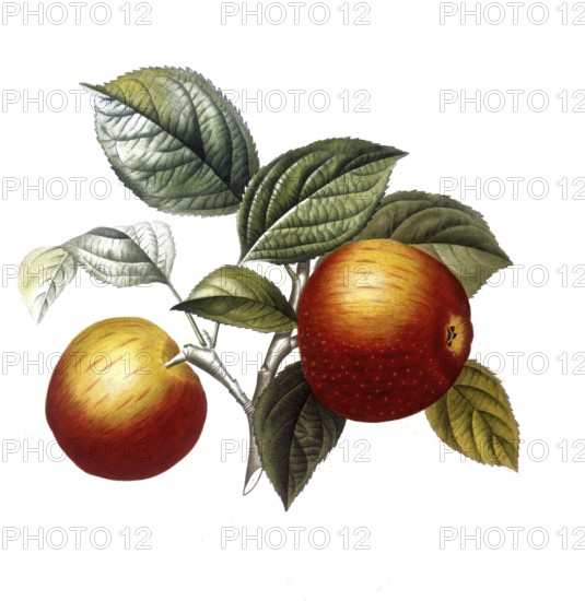 Apple of the Pomme de chataignier variety, after an illustration by Pierre Antoine Poiteau, digitally restored reproduction of a 19th century model, Historical