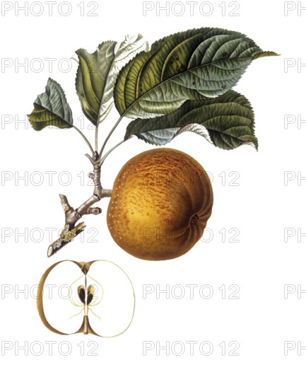 Apple of the Gros barbarie variety, after an illustration by Pierre Jean Francois Turpin, digitally restored reproduction of a 19th century original, Historical