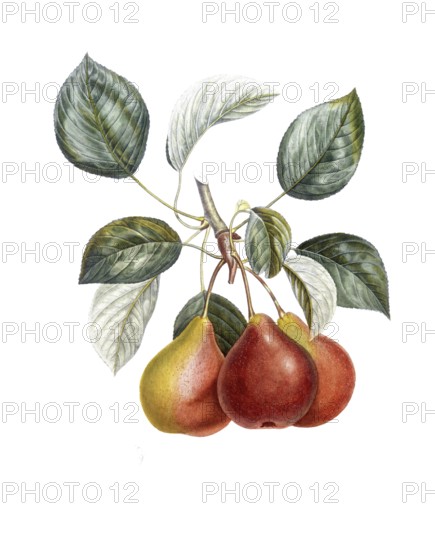 Pear of the Gros Rousselet variety, Large Summer Russelet, after an illustration by Pierre Antoine Poiteau, digitally restored reproduction of a 19th century model, Historical
