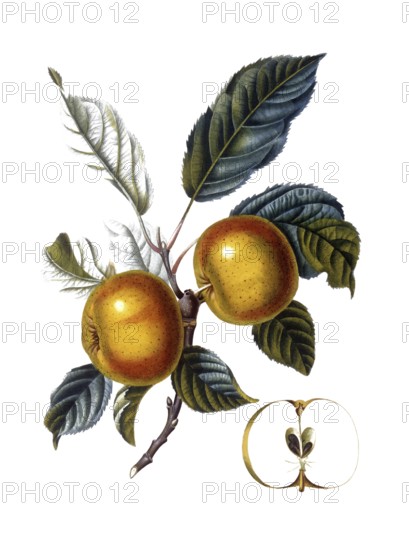 Apple of the Doux-Juvigny variety, after an illustration by Pierre Jean Francois Turpin, digitally restored reproduction of a 19th century model, Historical