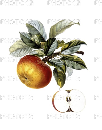 Apple of the Sort Doux Amer Gris, after an illustration by Pierre Jean Francois Turpin, digitally restored reproduction of a 19th century original, Historical