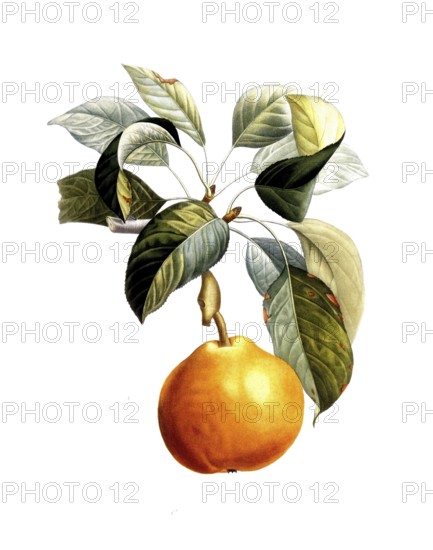Pear of the Doyenne roux variety, after an illustration by Pierre Antoine Poiteau, digitally restored reproduction of a 19th century model, Historical