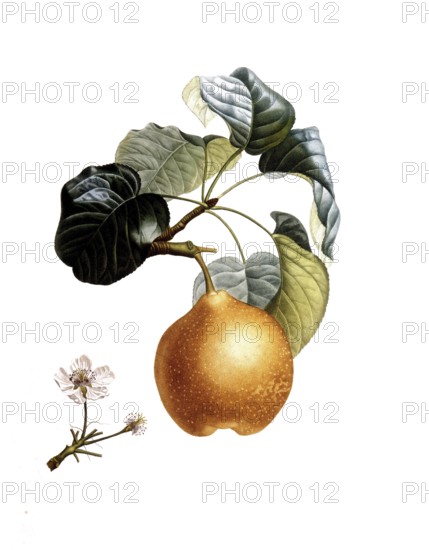Pear of the Talousie variety, after an illustration by Pierre Antoine Poiteau, digitally restored reproduction of a 19th century model, Historical