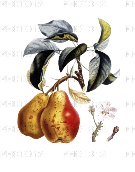 Pear of the Bezi de Chaumontel variety, Besi de Chaumontel, after an illustration by Pierre Antoine Poiteau, digitally restored reproduction of a 19th century model, Historical