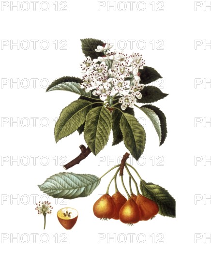 Bollweiler Pear, Sorbopyrus auricularis or Pyrus pollveria, after an illustration by Pancrace Bessa, digitally restored reproduction of a 19th century original, Historical