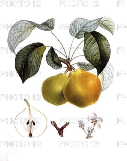 Pear of the bergamot variety, after an illustration by Pierre Antoine Poiteau, digitally restored reproduction of a 19th century model, Historical