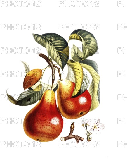 Pear of the Cardinal variety, after an illustration by Pierre Jean Francois Turpin, digitally restored reproduction of a 19th century model, Historical
