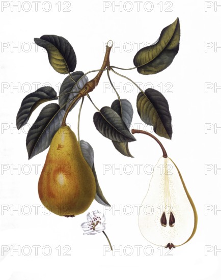 Pear of the Belle de Bruxelles variety, after an illustration by Pierre Jean Francois Turpin, digitally restored reproduction of a 19th century model, Historical
