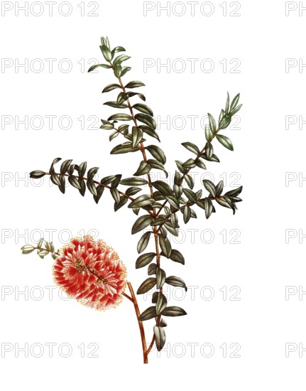 Hillock bush, a plant of the myrtle family, Melaleuca hypericifolia, after an illustration by Pierre Joseph Redoute, digitally restored reproduction of a 19th century original, Historical