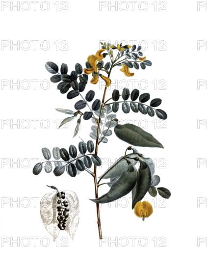 Colutea arborescence, after an illustration by Pierre Joseph Redoute, digitally restored reproduction of a 19th century original, Historical