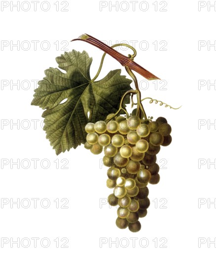 Vine, white wine, white grape, Common grape vine, Vitis vinifera, after an illustration by Pancrace Bessa, digitally restored reproduction of an original from the 19th century, Historical
