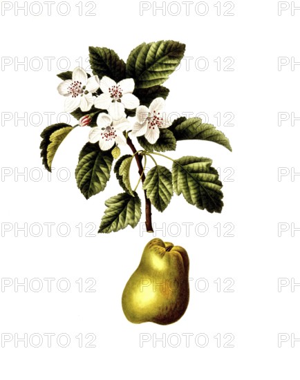 Crab apple, Malus coronaria, Sorbus coronaria, after an illustration by Pancrace Bessa, digitally restored reproduction of an original from the 19th century, Historical