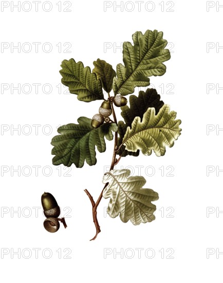 English oak, Quercus robur, after an illustration by Pancrace Bessa, digitally restored reproduction of an original from the 19th century, Historical