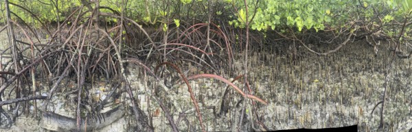 Mangroves, foreground (Rhizophora mucronata), background (Sonneratia alba), aerial roots, mangroves are among the most important ecosystems for combating the effects of climate change, coastal protection, CO2 storage, Sipaway Island, Negros, Philippines