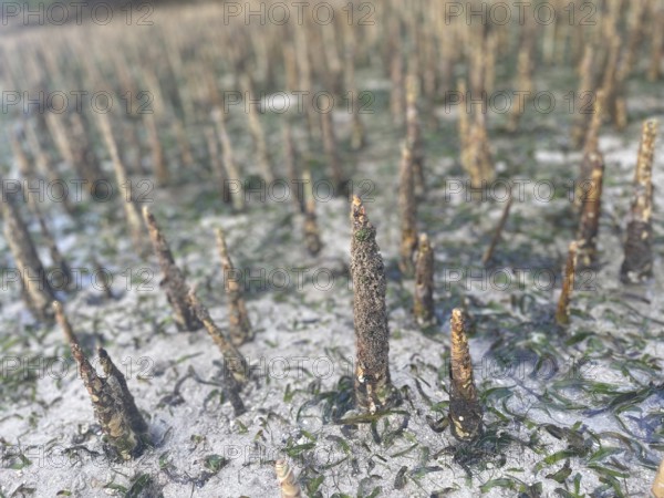 Aerial roots of the mangrove (Sonneratia alba), mangroves are among the most important ecosystems for combating the effects of climate change, coastal protection, CO2 storage, Sipaway Island, Negros, Philippines