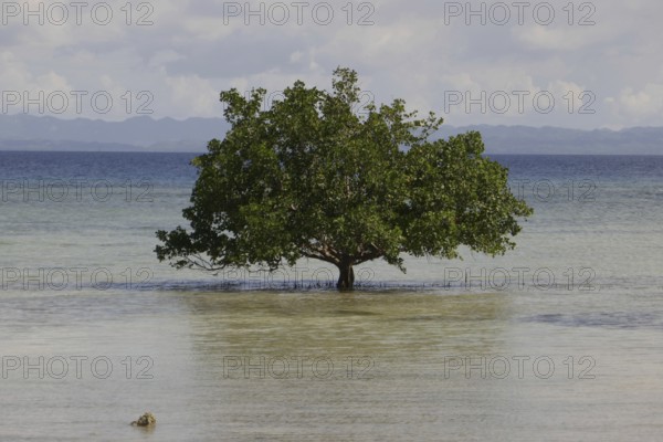 Mangrove trees (Sonneratia alba), flood, mangroves are among the most important ecosystems for combating the effects of climate change, coastal protection, CO2 storage, Sipaway Island, Negros, Philippines