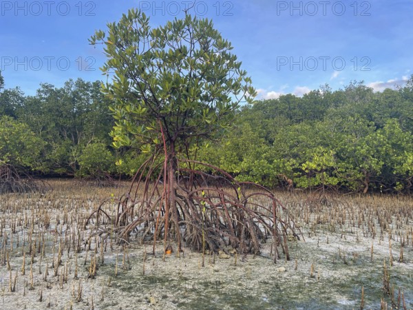 Mangroves, foreground (Rhizophora mucronata), background (Sonneratia alba), mangroves are among the most important ecosystems for combating the effects of climate change, coastal protection, CO2 storage, Sipaway Island, Negros, Philippines
