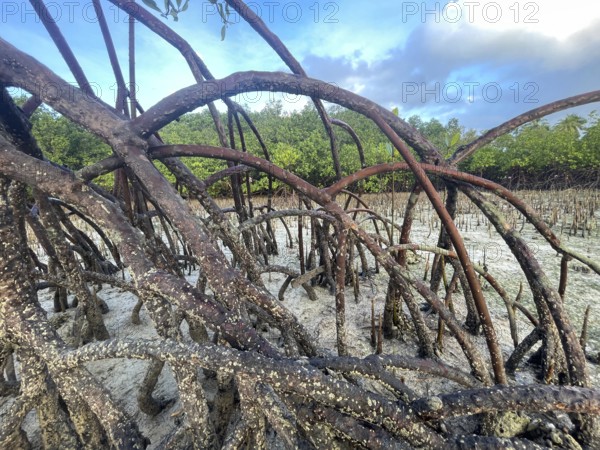 Mangroves (Rhizophora mucronata), stilt roots, mangroves are among the most important ecosystems for combating the consequences of climate change, coastal protection, CO2 storage, Sipaway Island, Negros, Philippines