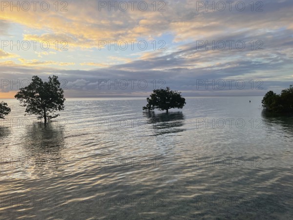 Mangrove trees (Sonneratia alba), high tide, dusk, mangroves are among the most important ecosystems for combating the effects of climate change, coastal protection, CO2 storage, Sipaway Island, Negros, Philippines