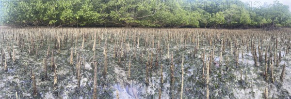 Aerial roots of the mangrove (Sonneratia alba), Panorama, Mangroves are one of the most important ecosystems for combating the effects of climate change, Coastal protection, CO2 storage, Sipaway Island, Negros, Philippines