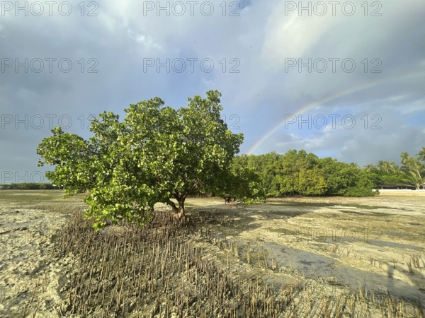 Aerial roots of the mangrove (Sonneratia alba), rainbow, mangroves are among the most important ecosystems for combating the effects of climate change, coastal protection, CO2 storage, Sipaway Island, Negros, Philippines