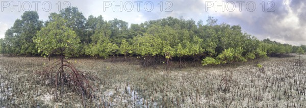 Mangroves, panorama. Foreground (Rhizophora mucronata), background (Sonneratia alba), aerial roots, mangroves are among the most important ecosystems for combating the consequences of climate change, coastal protection, CO2 storage, Sipaway Island, Negros, Philippines