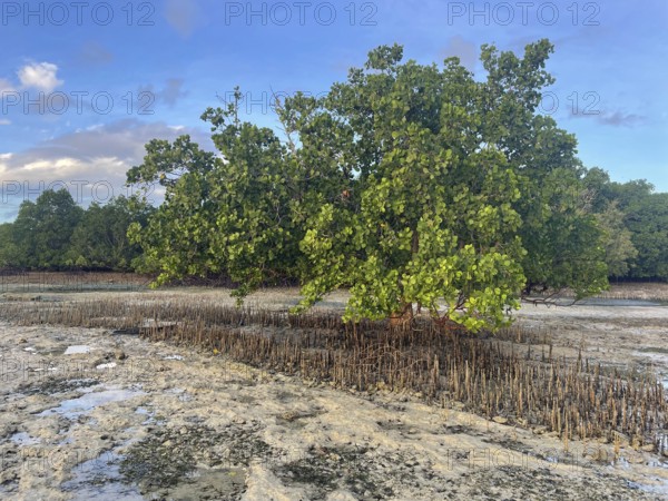 Mangrove trees (Sonneratia alba), mangroves are one of the most important ecosystems for combating the effects of climate change, coastal protection, CO2 storage, Sipaway Island, Negros, Philippines