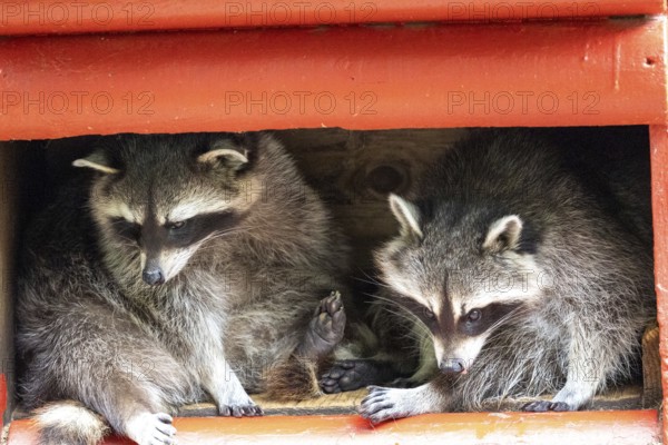 Two raccoons together in a shed
