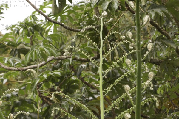 Tropical rainforest, tree fern, protected area, Northern Negros Natural Park, Negros, Northern Negros, Philippines