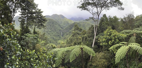 Tropical rainforest, tree ferns, rain clouds, protected area, Northern Negros Natural Park, waterfall, panorama, Negros, Northern Negros, Philippines
