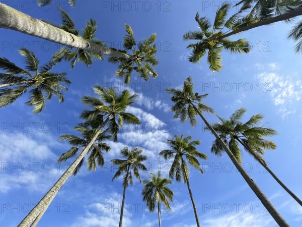 Coconut palms (Cocos nucifera), Sipaway Island, Negros, Northern Negros, Philippines