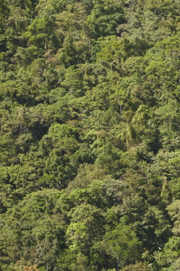 Tropical rainforest, tree fern, protected area, Northern Negros Natural Park, Negros, Northern Negros, Philippines