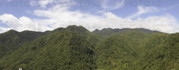 Tropical rainforest, tree fern, protected area, Northern Negros Natural Park, Panorama, Negros, Northern Negros, Philippines