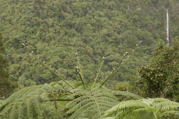 Tropical rainforest, tree fern, protected area, Northern Negros Natural Park, waterfall, Negros, Northern Negros, Philippines