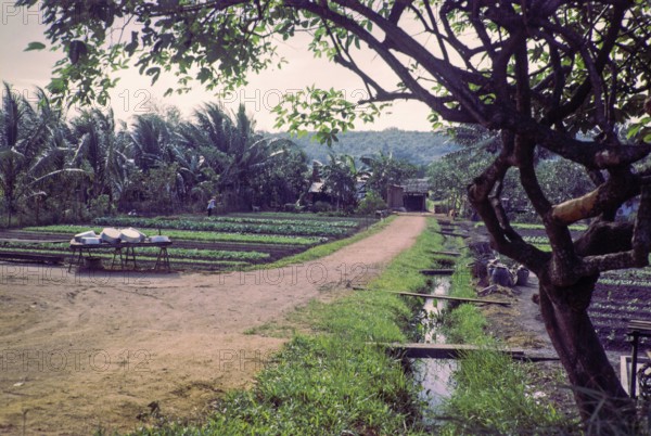 Intensive farming crops growing in fields of small farms, Singapore, southeast Asia, 1965