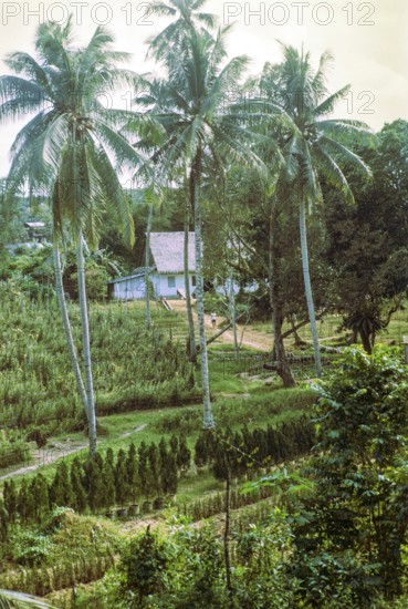 Intensive farming horticulture coconut palm trees, Singapore, southeast Asia, 1965