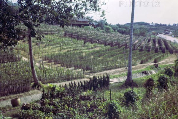 Intensive farming growing flowers and horticulture, Singapore, southeast Asia, 1965
